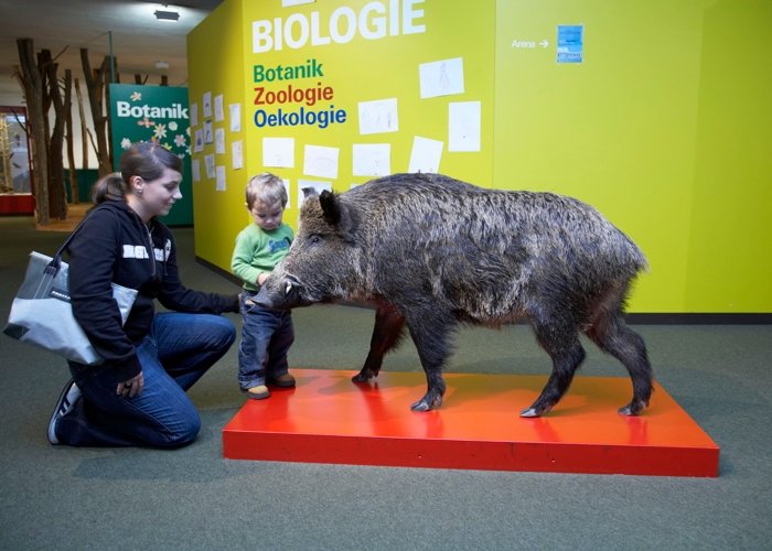 Natur-Museum Luzern: Wildschwein